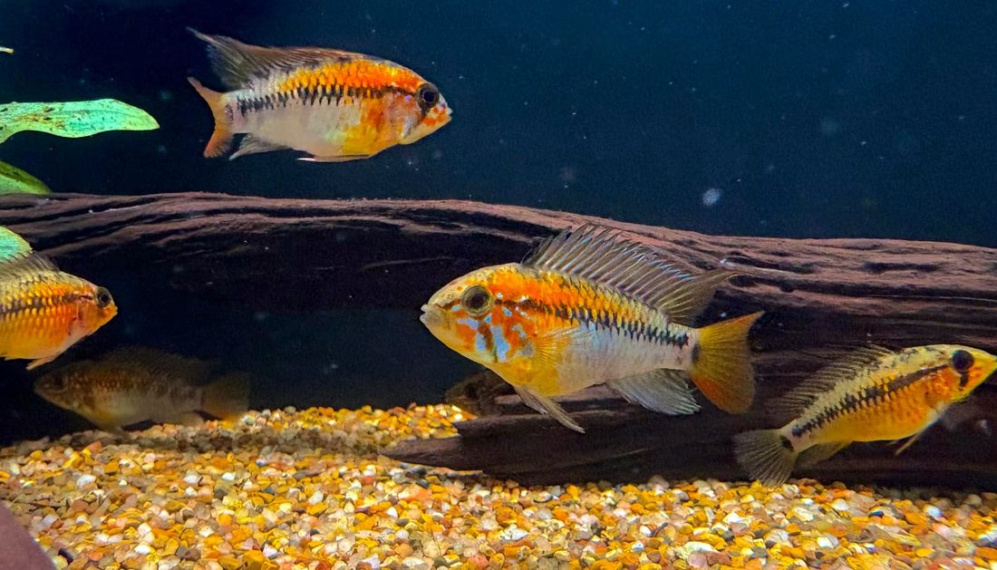 Apistogramma dwarf cichlids