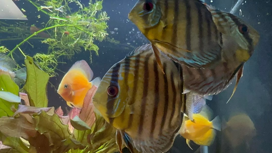 Discus in a planted tank