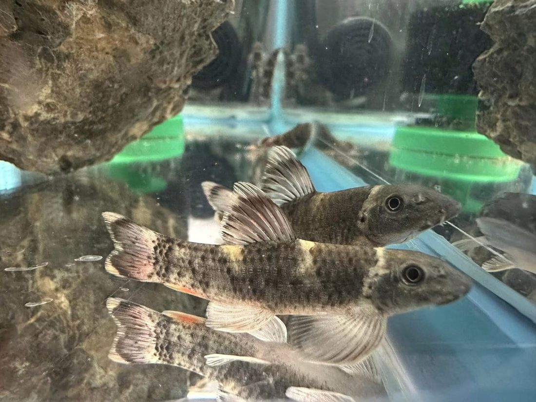 Bottom-dwelling fish