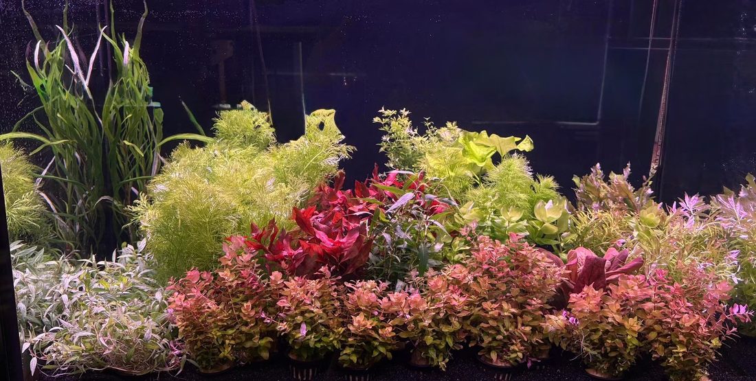 Aquarium plants