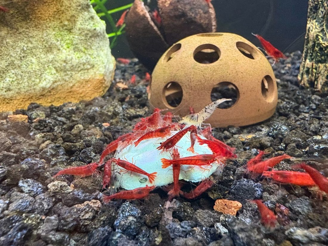 Red cherry shrimp